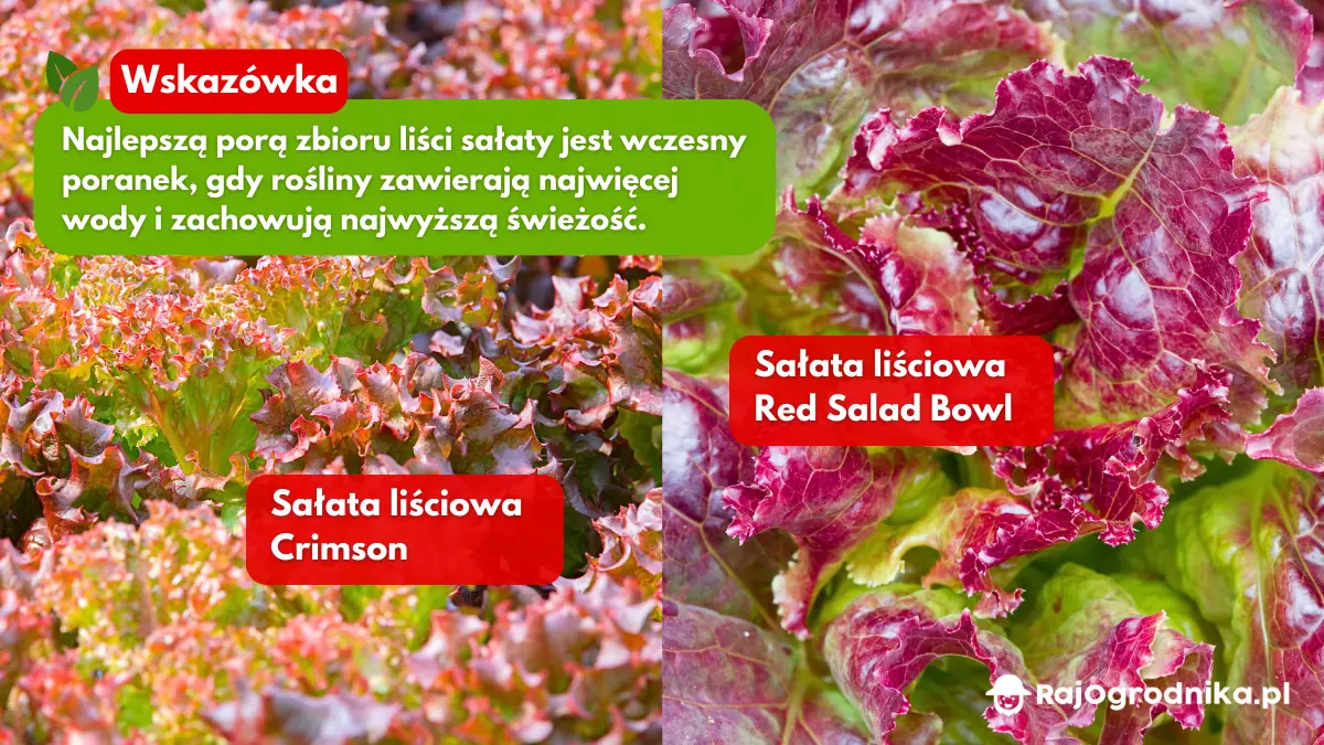 Odmiany-sałaty-liściowej-do-uprawy-w-ogrodzie-blog-sklep-rajogrodnika